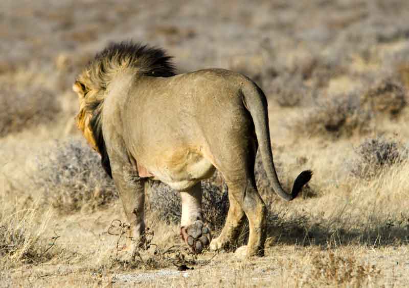 32 - Namibia - leones comiendo - parque nacional de Etosha